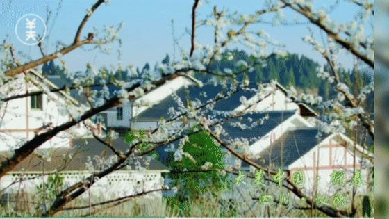 又上央视！美翻了！仪陇上榜2022大美探春地集中展示