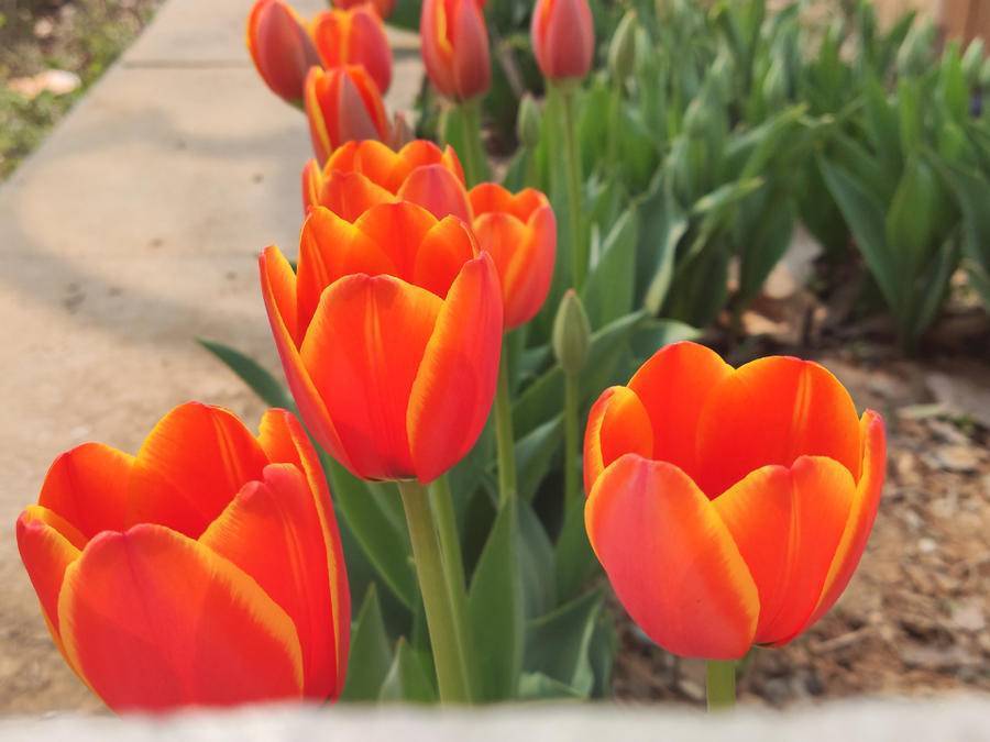 山东十大最美校园,山东最美校园大学