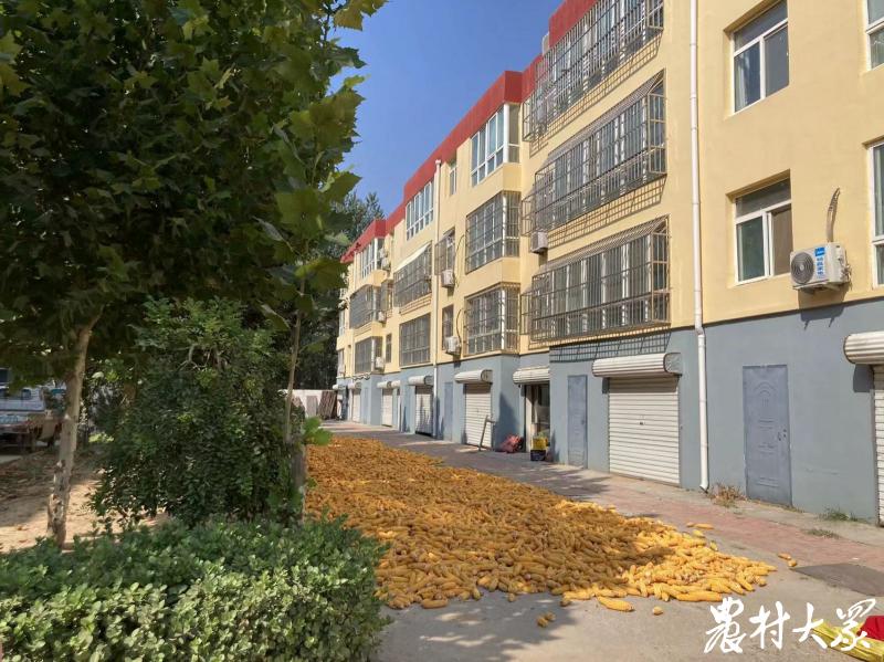 鲁西小村建起118家旋皮厂，农民务工平均时薪超过23元