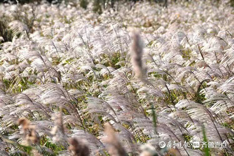 大河之洲·生态丨鸟类国际机场里，听371种鸟的声音