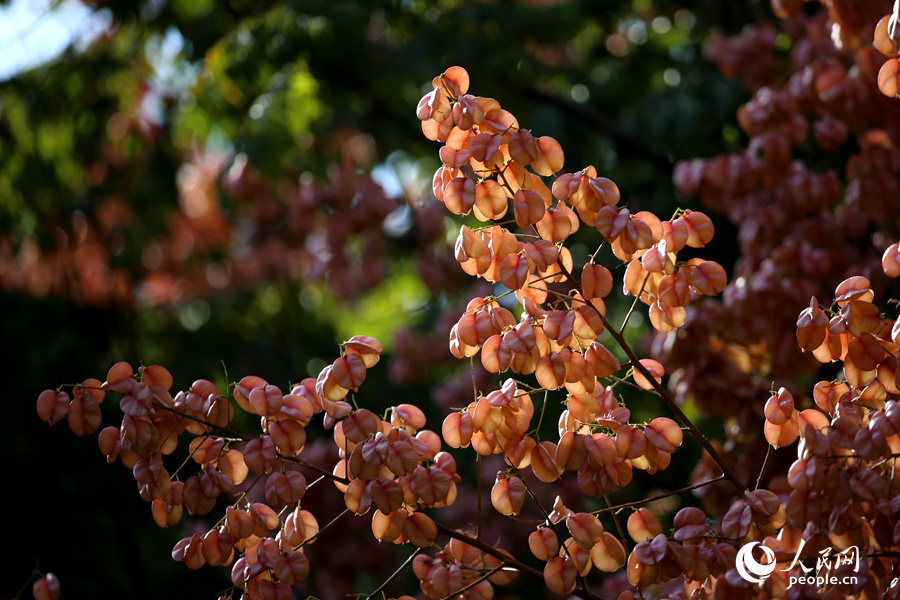 厦门街头的果实,厦门粉色栾树