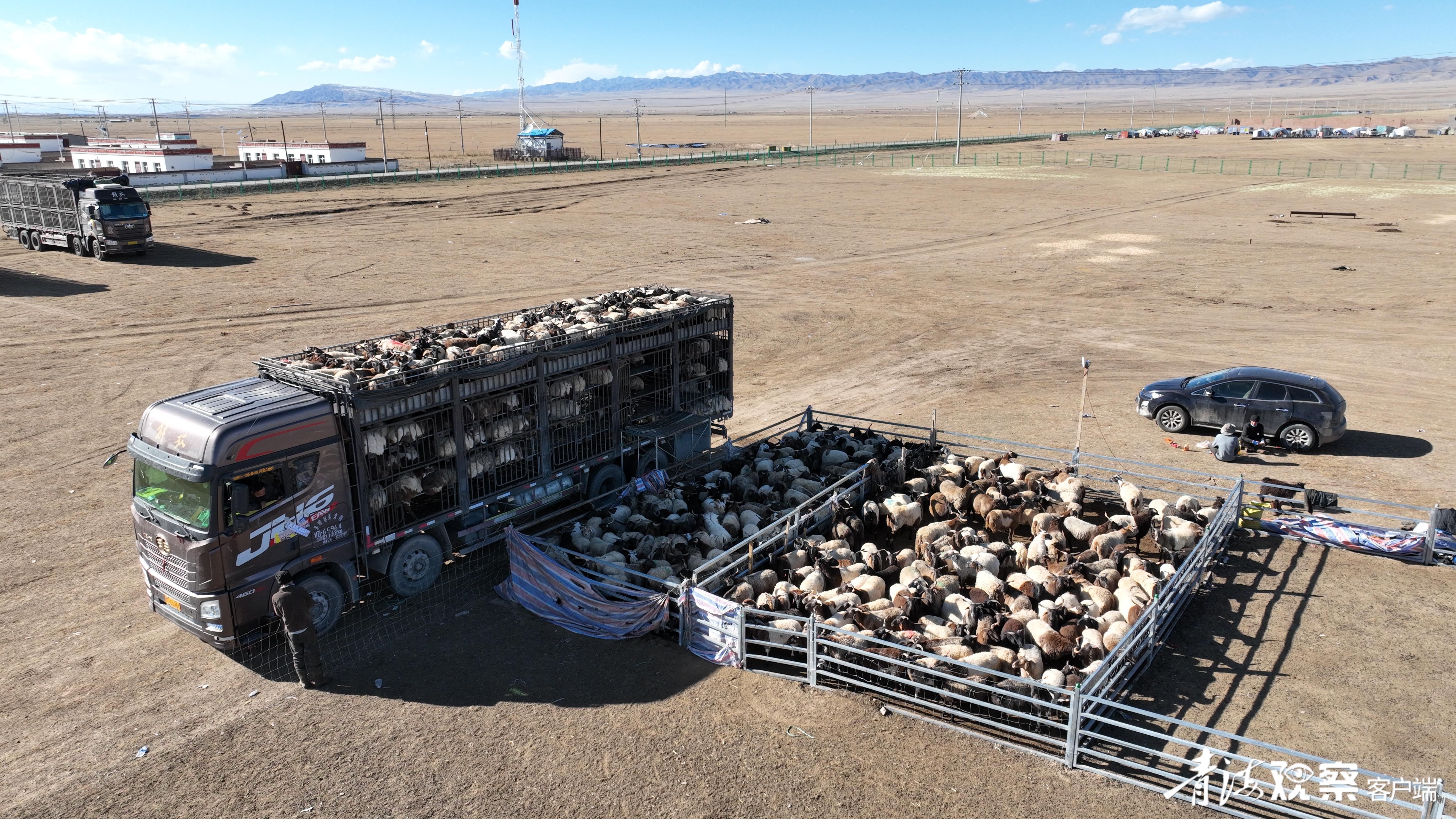 换着“法儿”卖牛羊