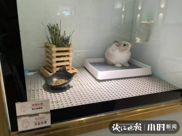 一只兔子50元40只,一只兔子500元