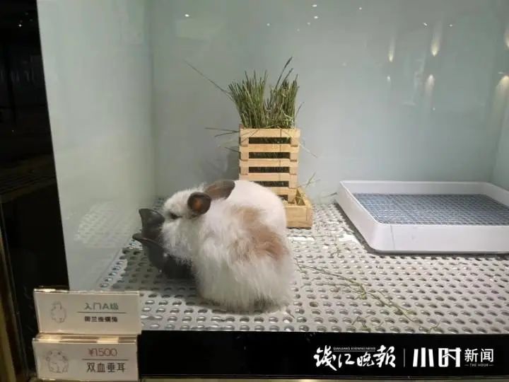 一只兔子50元40只呢,一只兔子线下店