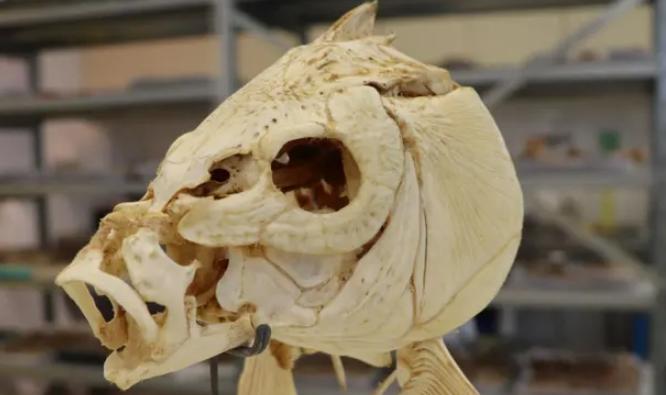 78万年前人类就会用火做菜,特稿78万年前人类或已用火烹饪