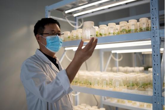 拼多多q2营收对比,拼多多q3营收量