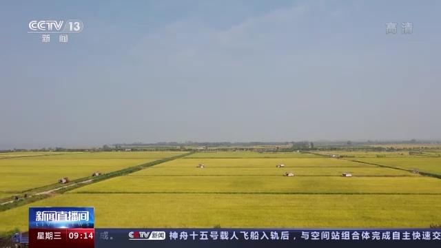 粮食全链条减损包括哪些环节,中国粮食生产取得重要成就