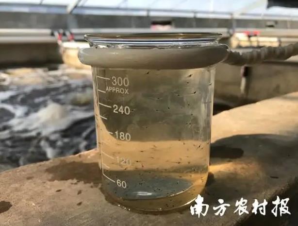 对虾高产新技术,中国对虾养殖新技术研发成果