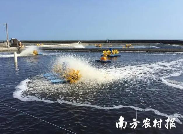 对虾高产新技术,中国对虾养殖新技术研发成果