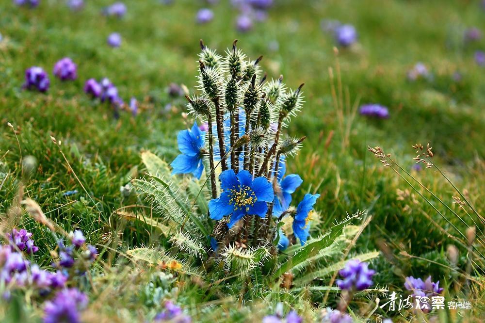 高原上的各种花真是太美了 (高原上的各种美丽花)