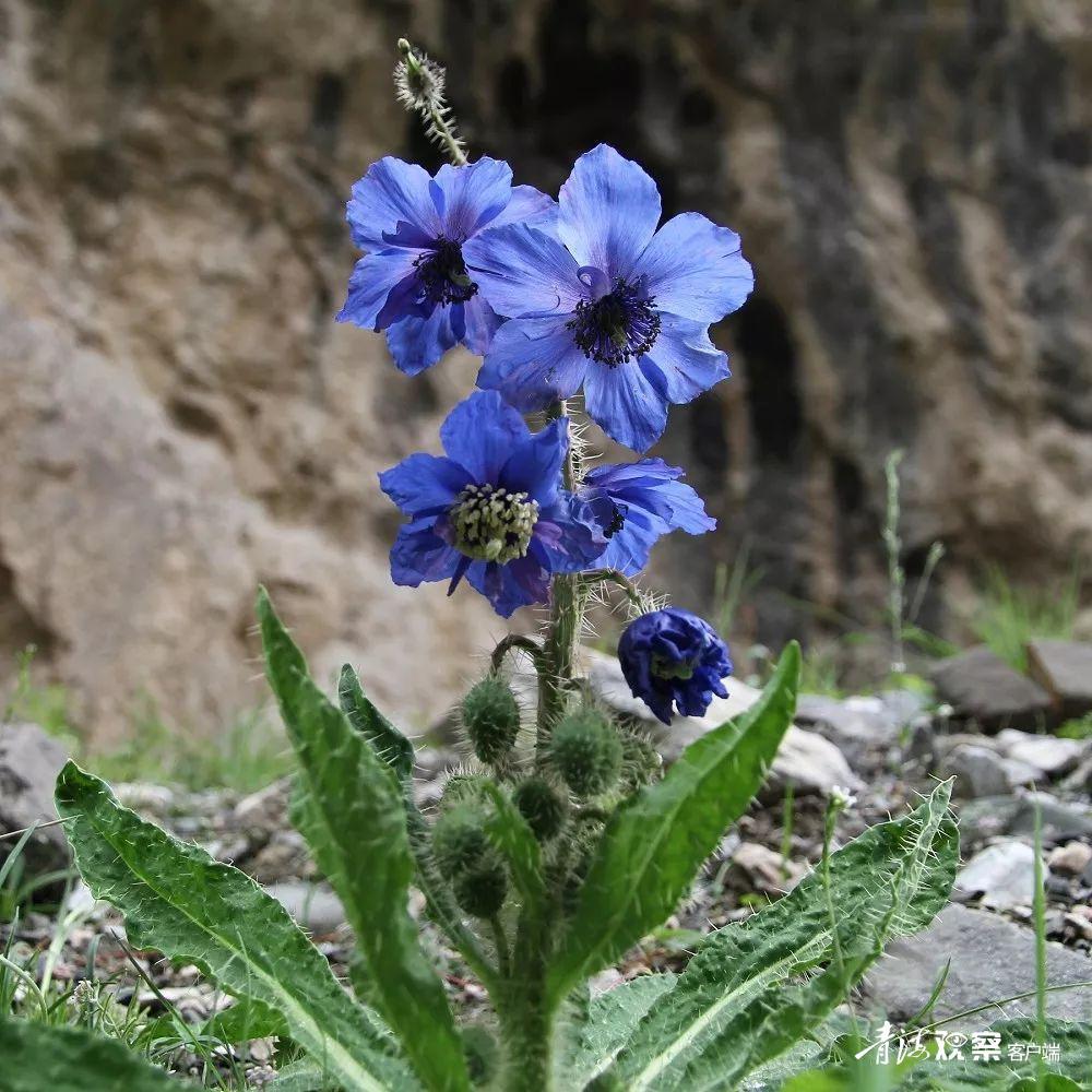 高原上的各种花真是太美了 (高原上的各种美丽花)