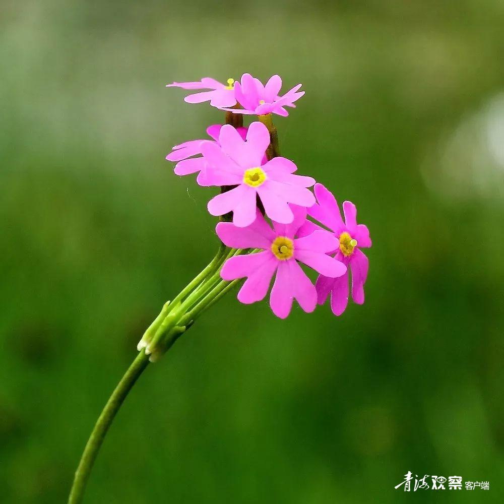 高原上的各种花真是太美了 (高原上的各种美丽花)