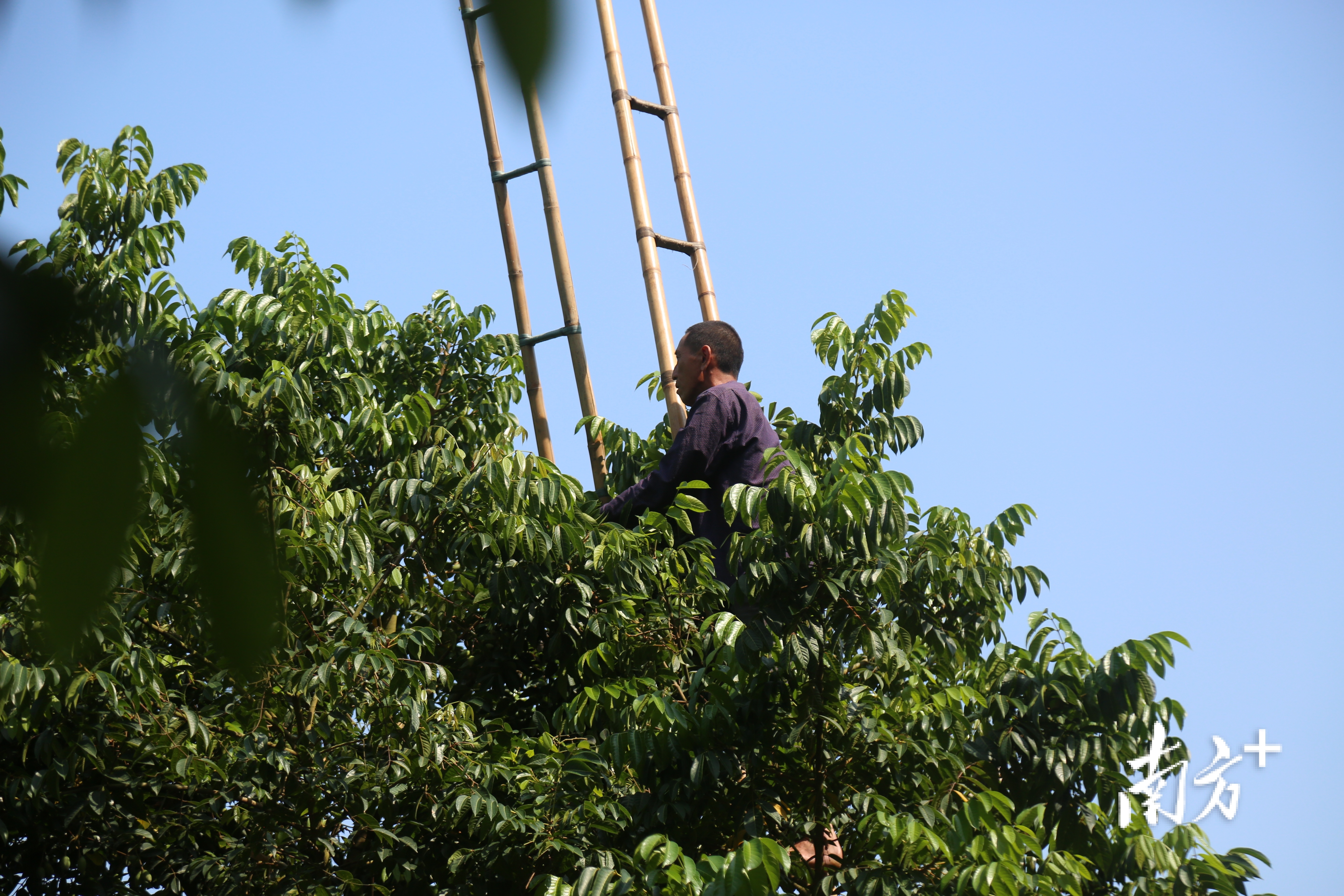 橄榄树怎么采摘,野生橄榄树怎么摘