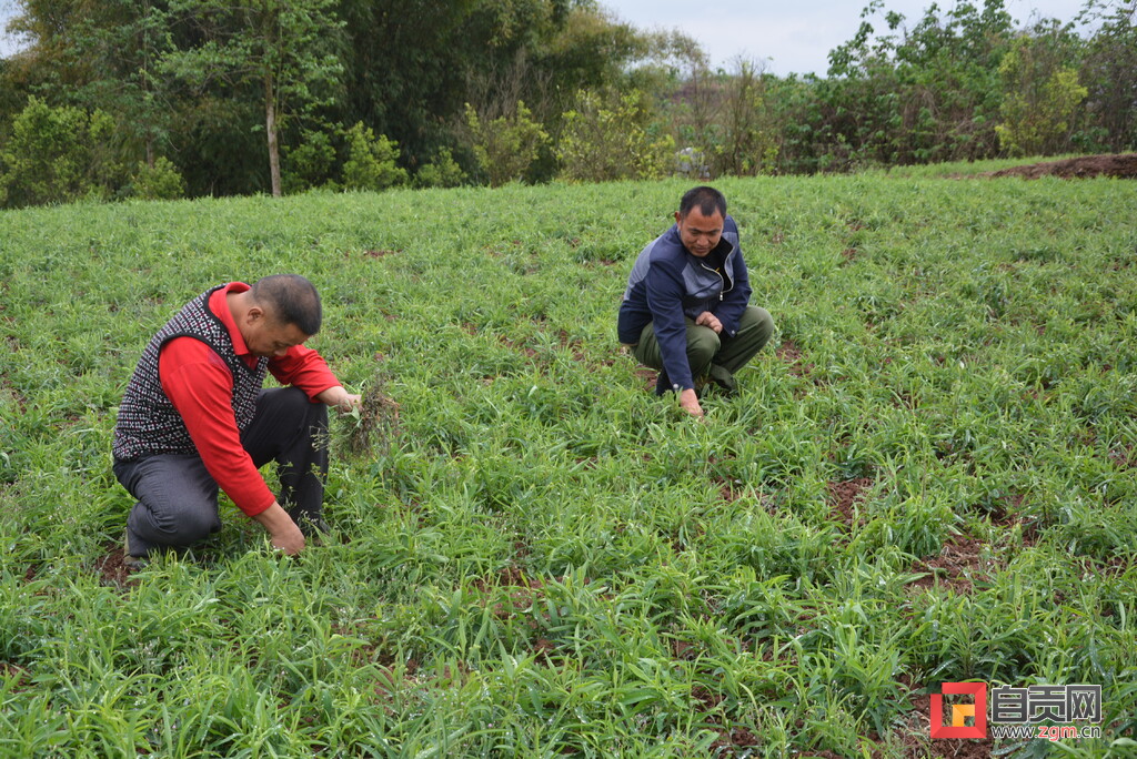 种植中药材实现乡村振兴,中医药材种植赋能乡村振兴