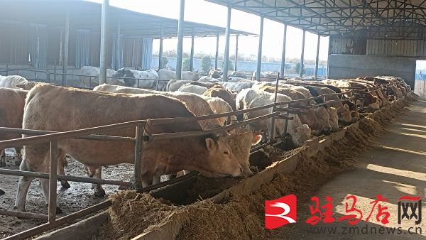 养殖上万头牛的大户,农村养殖100多头牛