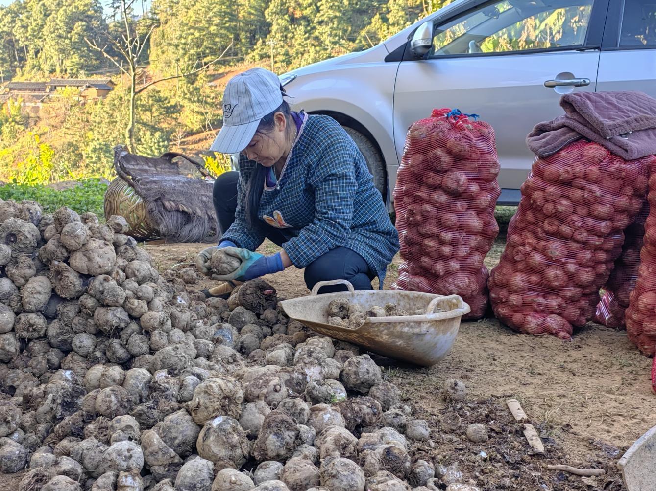 魔芋种植致富故事,云南种魔芋一亩赚多少钱