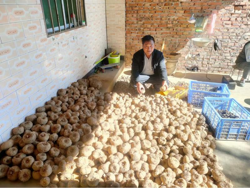 魔芋催生致富增收魔力,岚皋县魔芋迎丰收村民喜增收