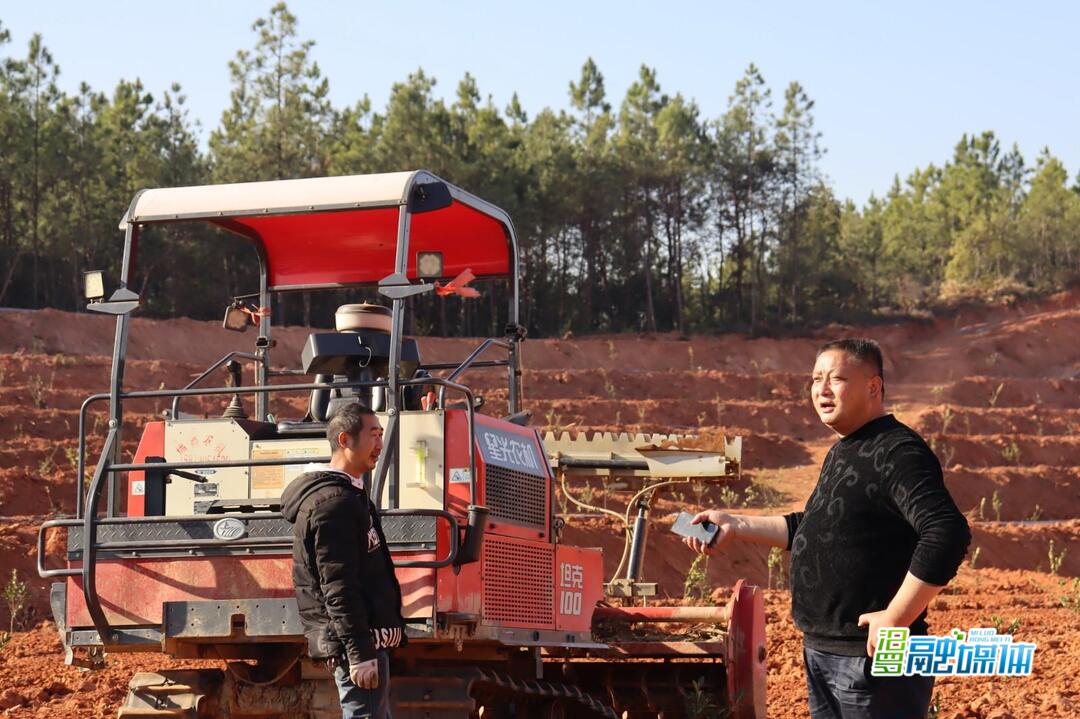 罗江镇山秀村：种植油茶添“新绿”，振兴乡村“钱”景好
