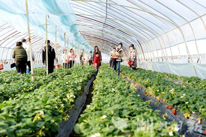 四季春农业园草莓采摘,云海生态草莓采摘园