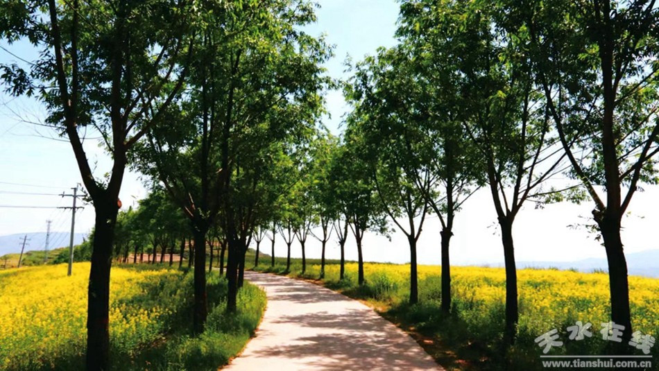 武山县重点工作会议,武山县乡村振兴四个一批