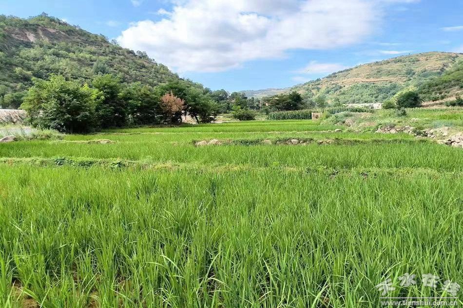 武山县重点工作会议,武山县乡村振兴四个一批