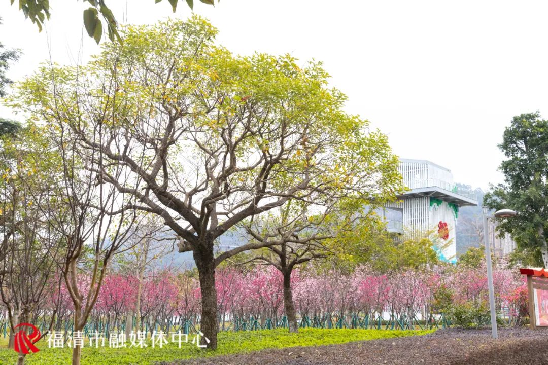 福清看樱花的地方,福清樱花圣地