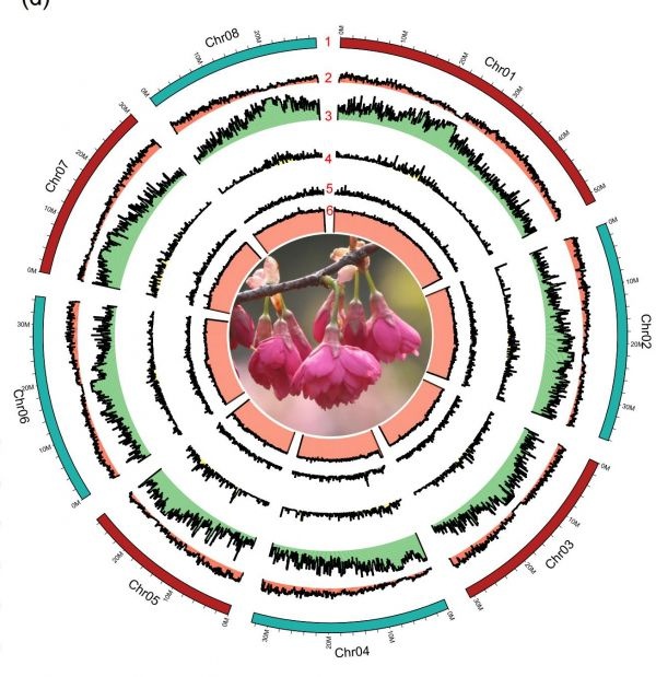 在樱花校园怎么找到自己的老家,樱花最开始的初始地是哪里