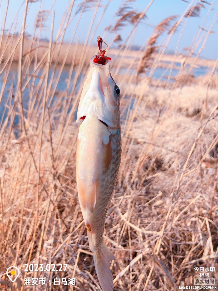 白马湖禁止钓鱼吗,白马湖朝阳河禁钓吗