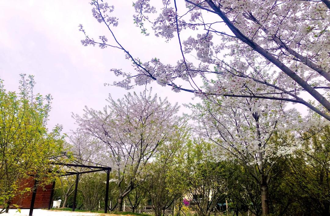 荆州赏樱,中国十大赏樱胜地最值得去的