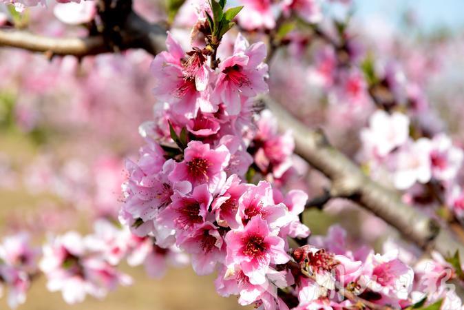 春风春雨春花盛开,春风莺飞草长陌上花开