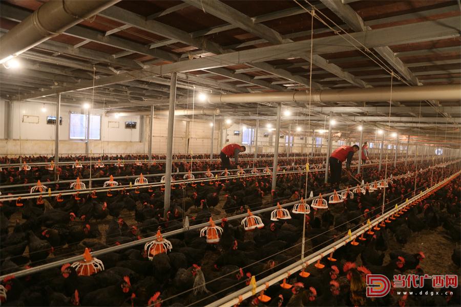 慧慧养鸡,慧慧养鸡视频