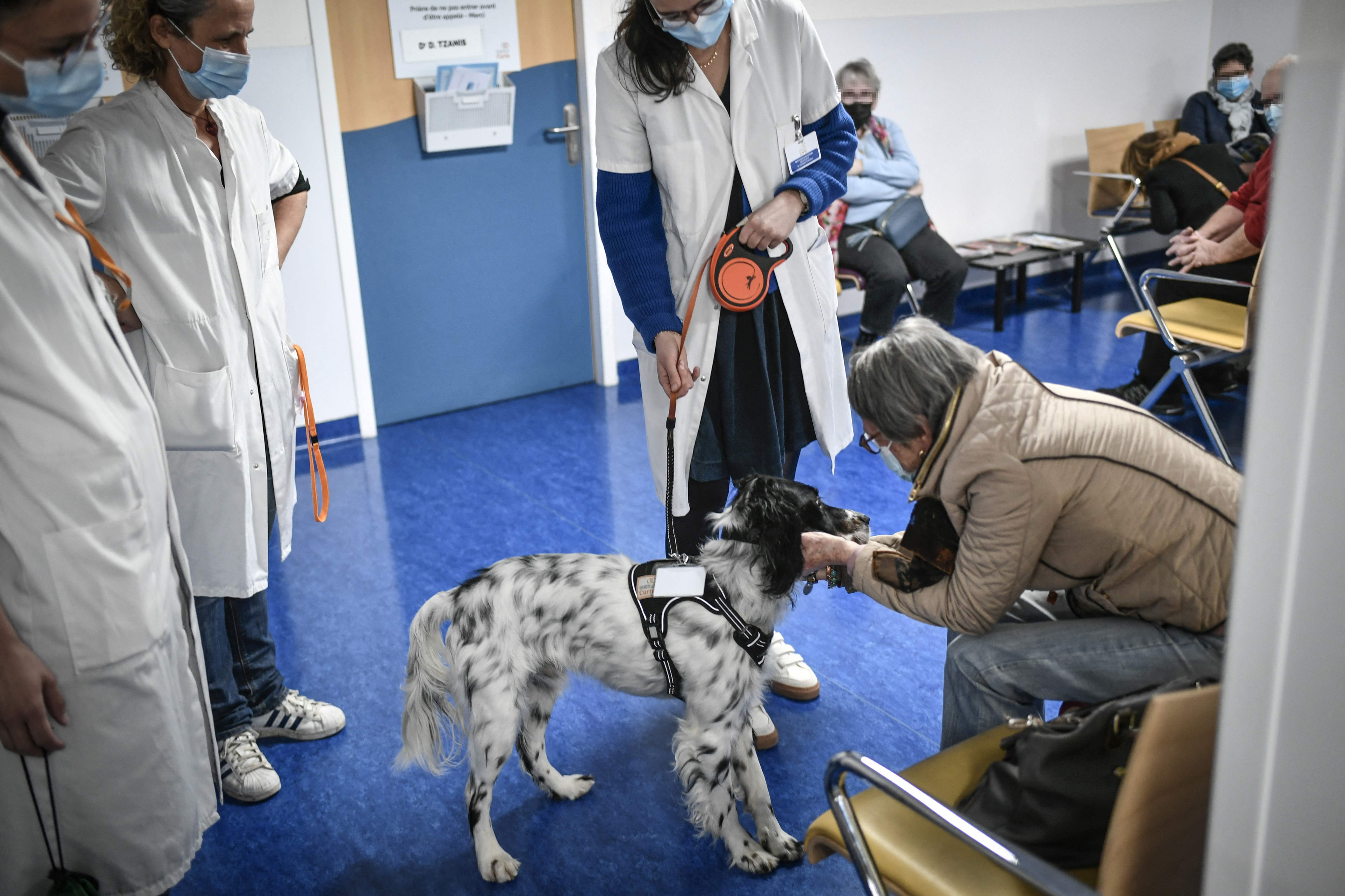 （外代一线）巴黎：帮助癌症患者的狗狗“医生”