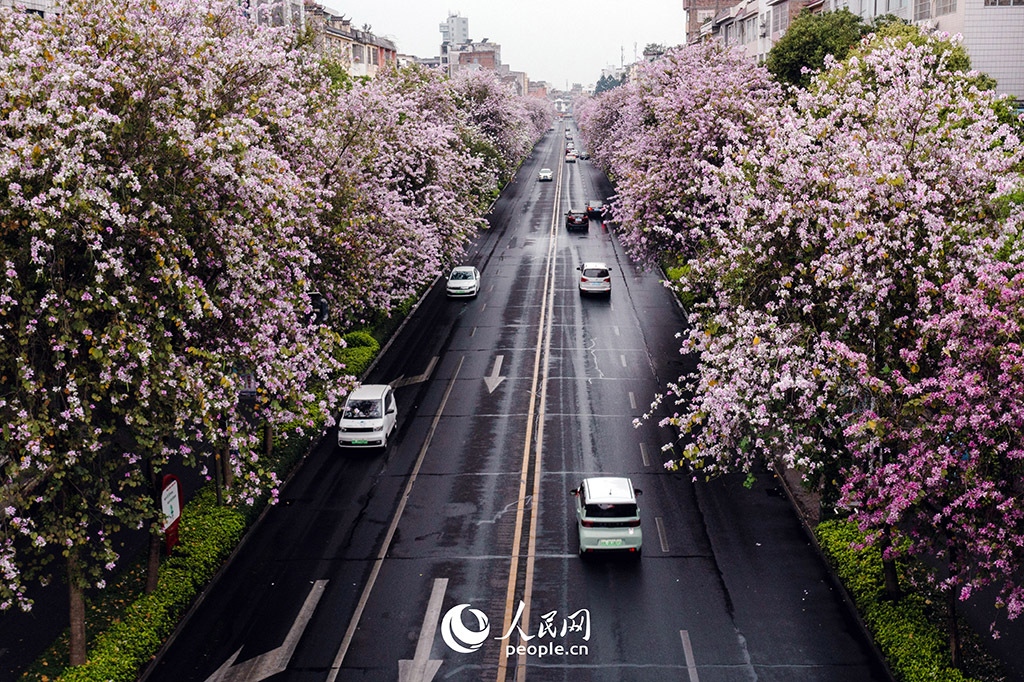 春天花“卉”开朵朵含情迎客来