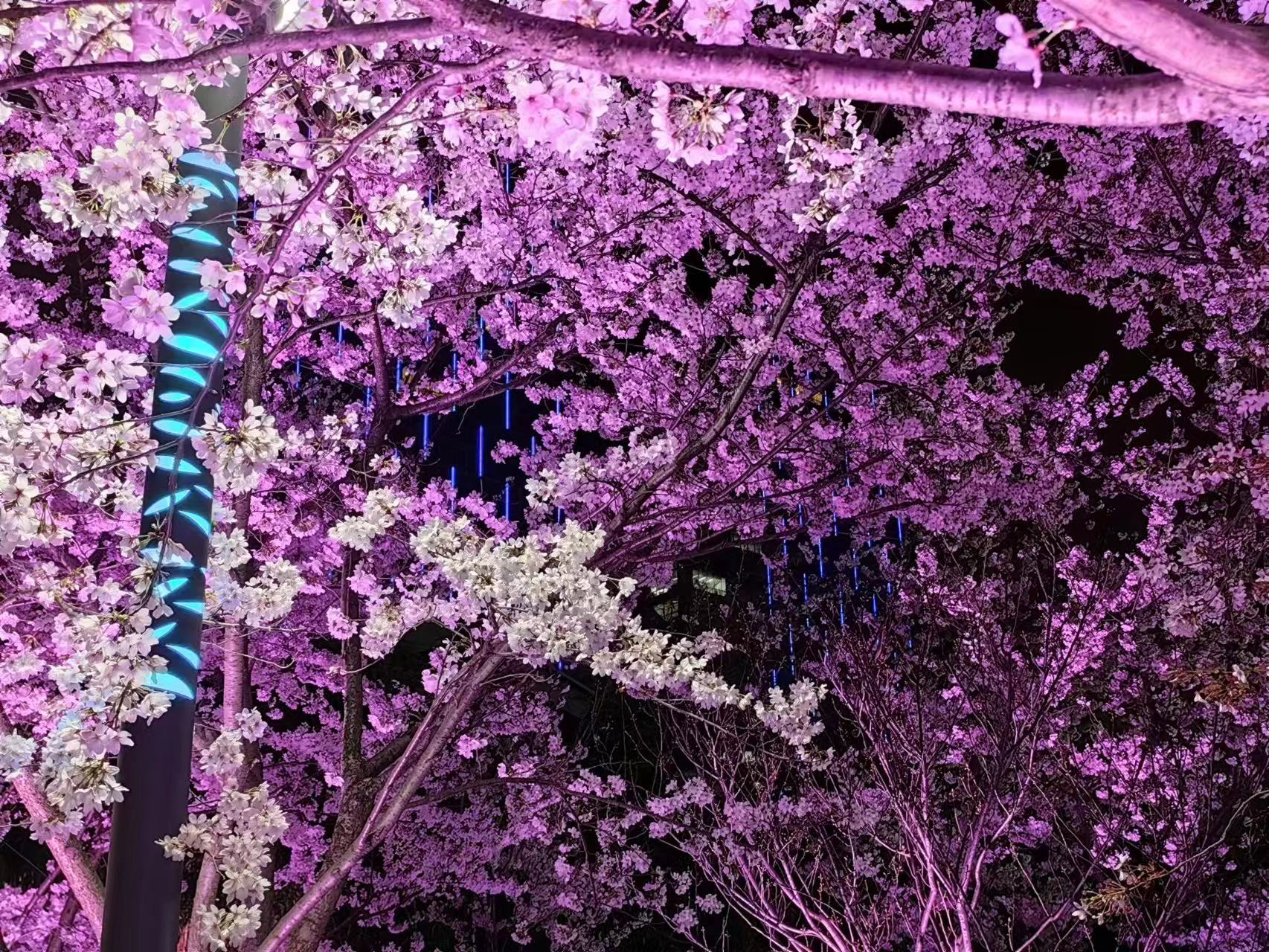 周末相约赏樱花,相约周末赏樱花