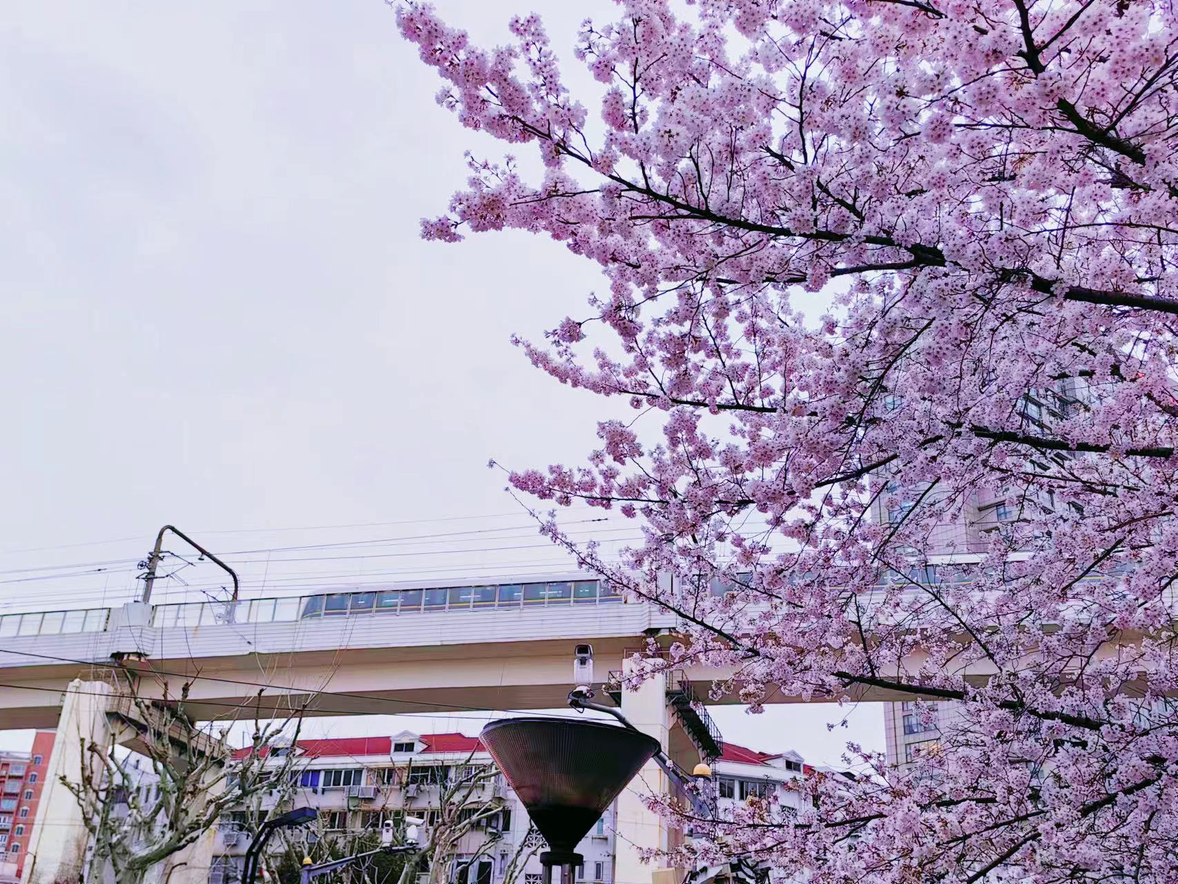 周末相约赏樱花,相约周末赏樱花