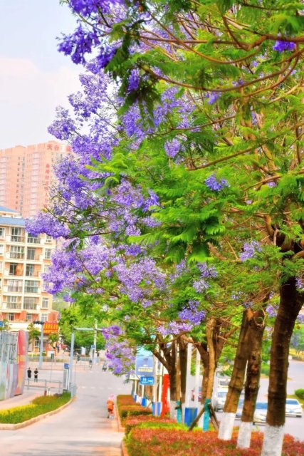 有一种叫云南的生活|云南的“宝藏绿化带”里可不只有迷迭香!