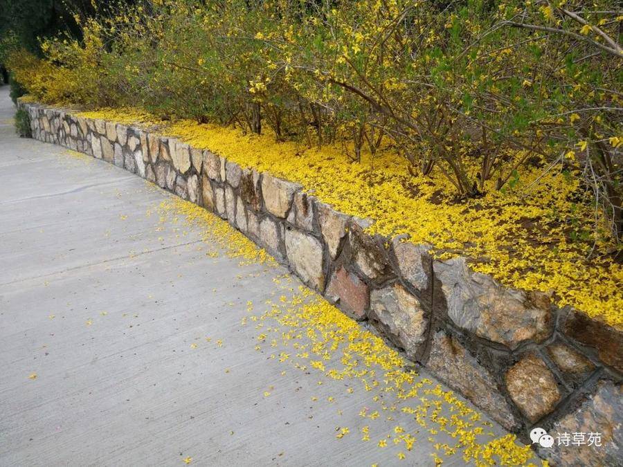 清明习俗和传说,清明传说和习俗