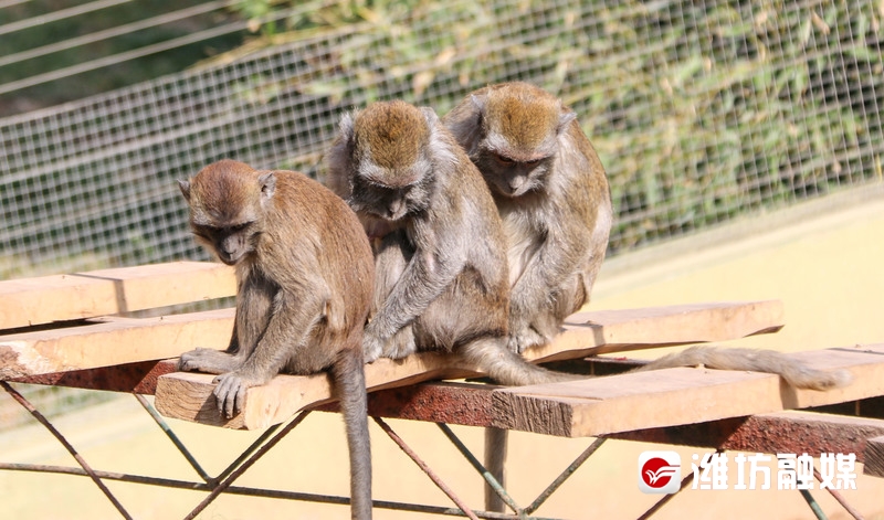 潍坊金宝乐园导游图高清,潍坊金宝乐园实体拍摄