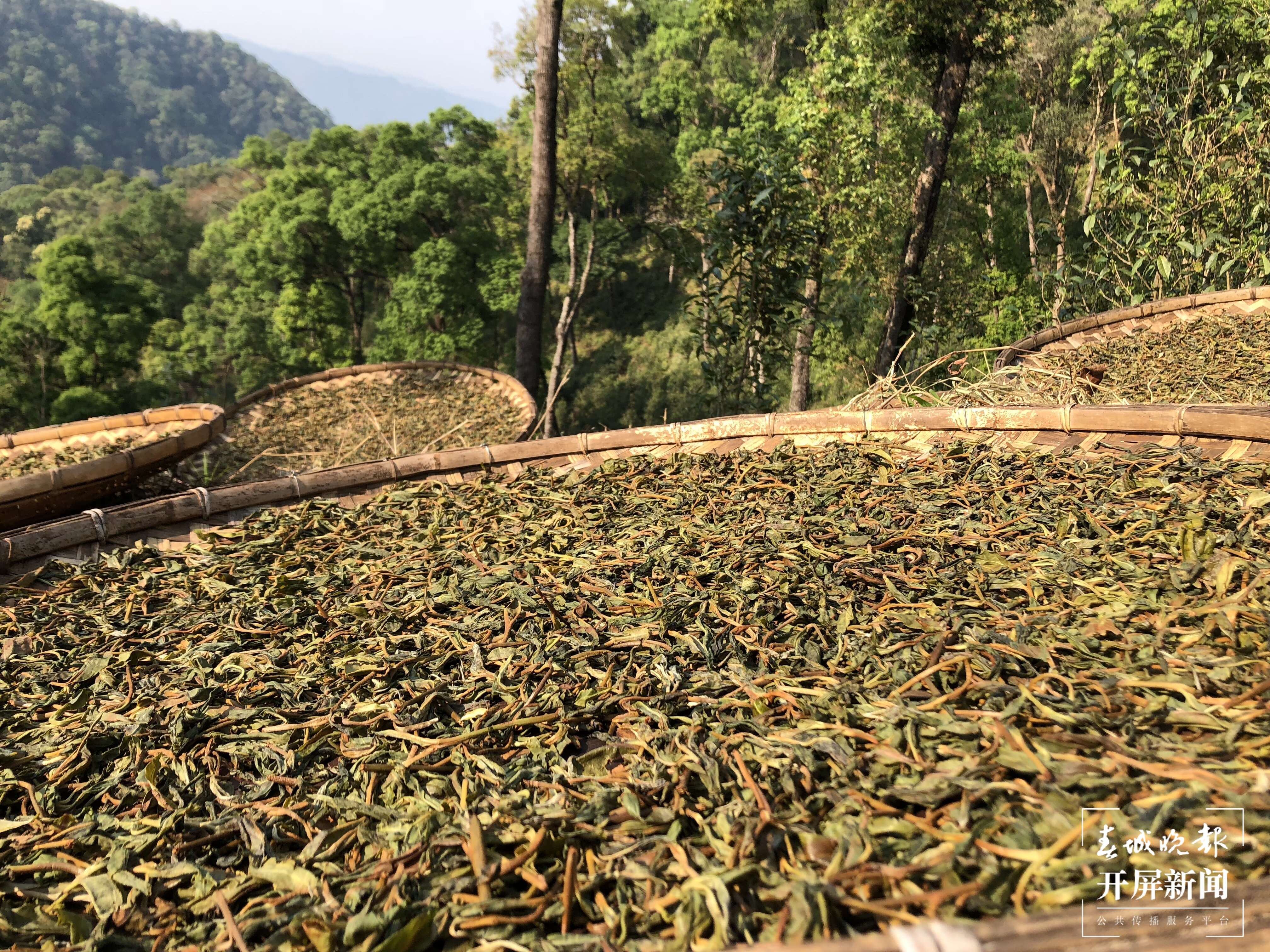 春茶集中开采尝鲜最好再等等,春茶即将开采欢迎来实地考察