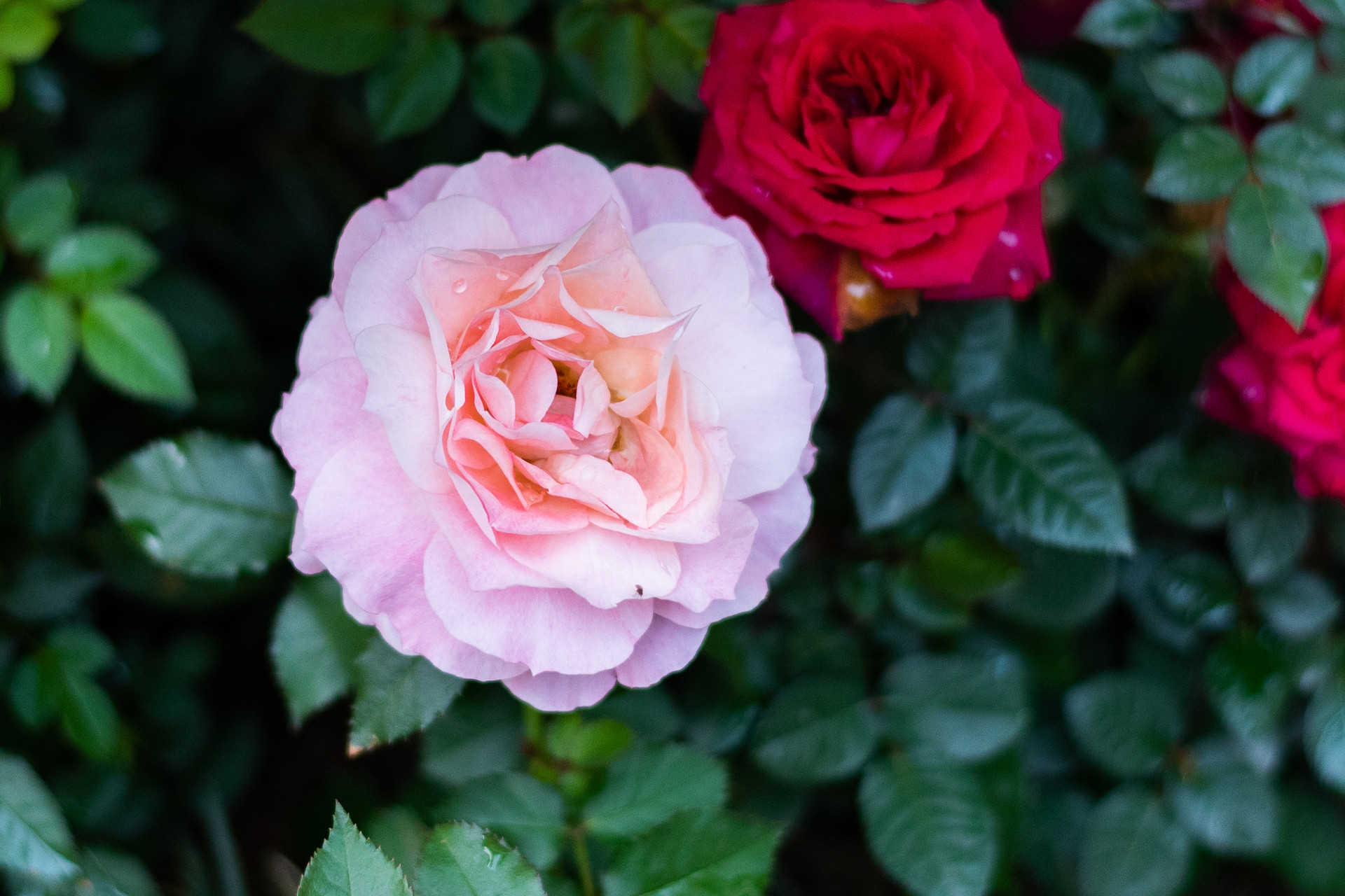 谷雨时节有什么景观,有关谷雨的颜语你还知道哪些