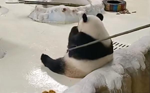 网曝大熊猫饲养员,大熊猫饲养员最新视频