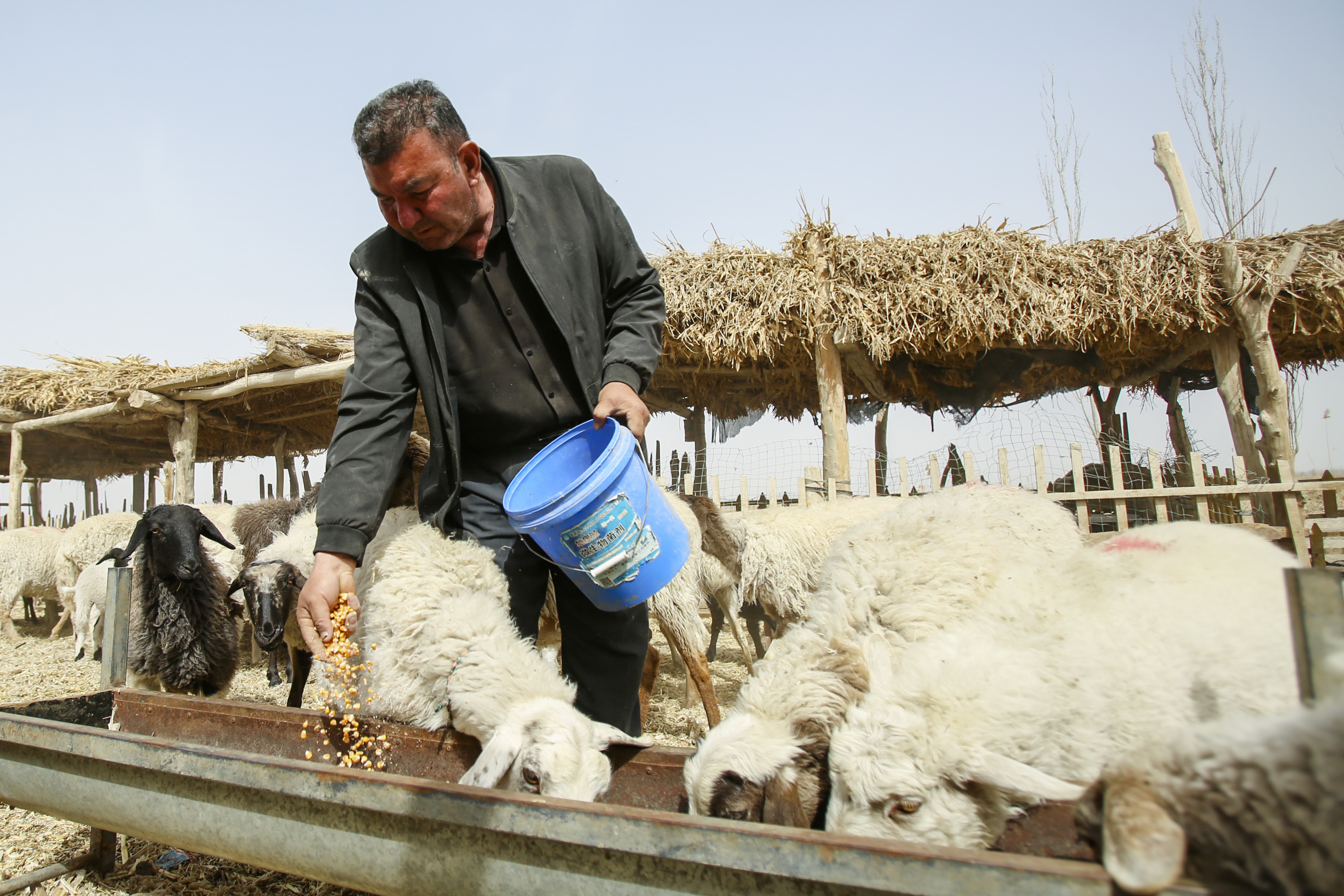 棉花本来的颜色,社会四季的变化