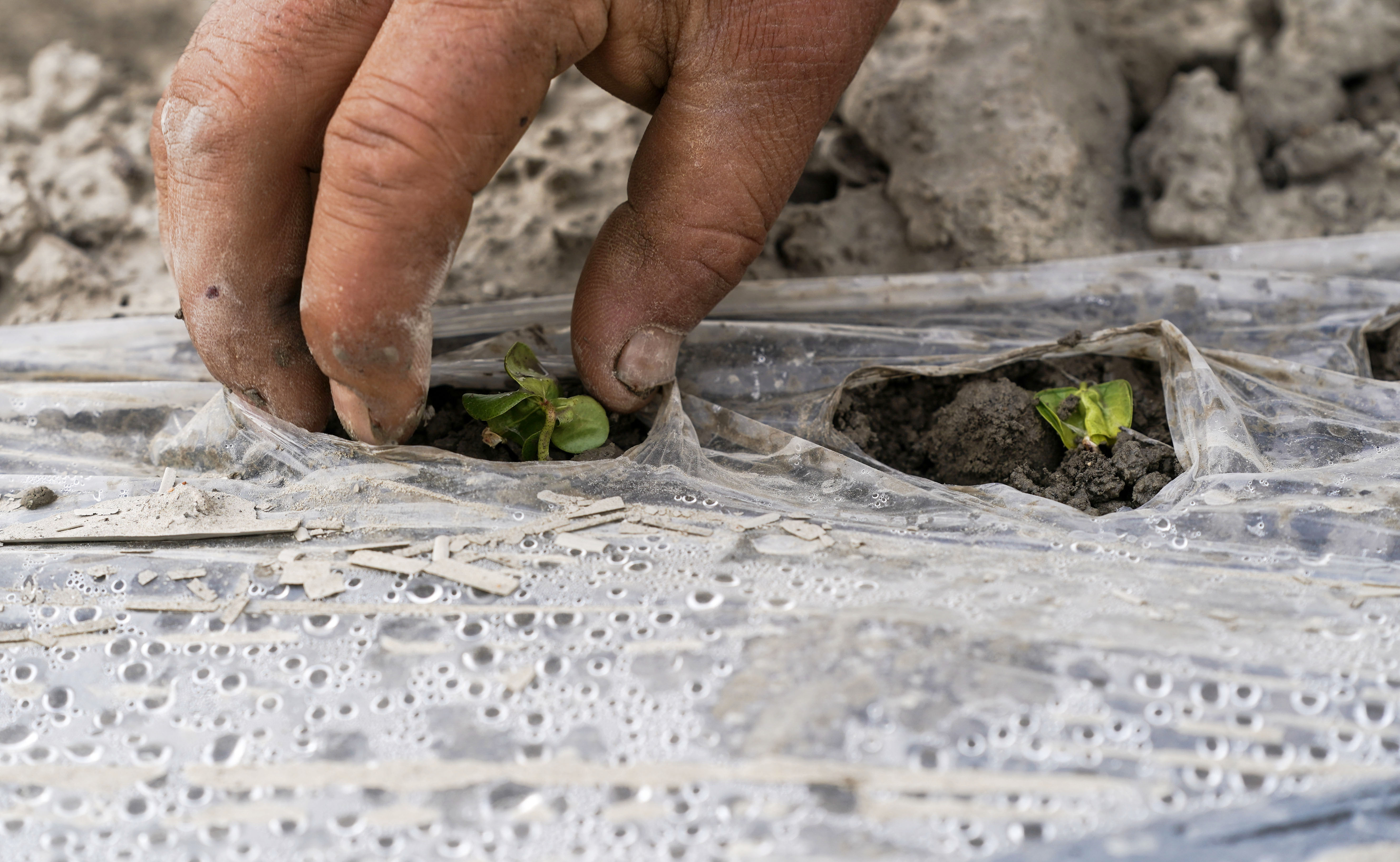 棉花本来的颜色,社会四季的变化