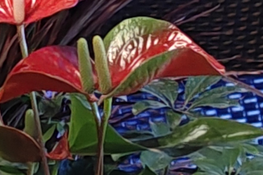 小米13ultra和oppofindx6pro拍照谁更强,oppofindx6pro对比小米13ultra人像拍照