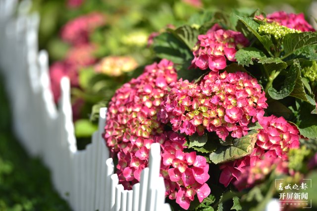 云南海埂公园万亩绣球花公园,昆明海埂公园绣球花美景