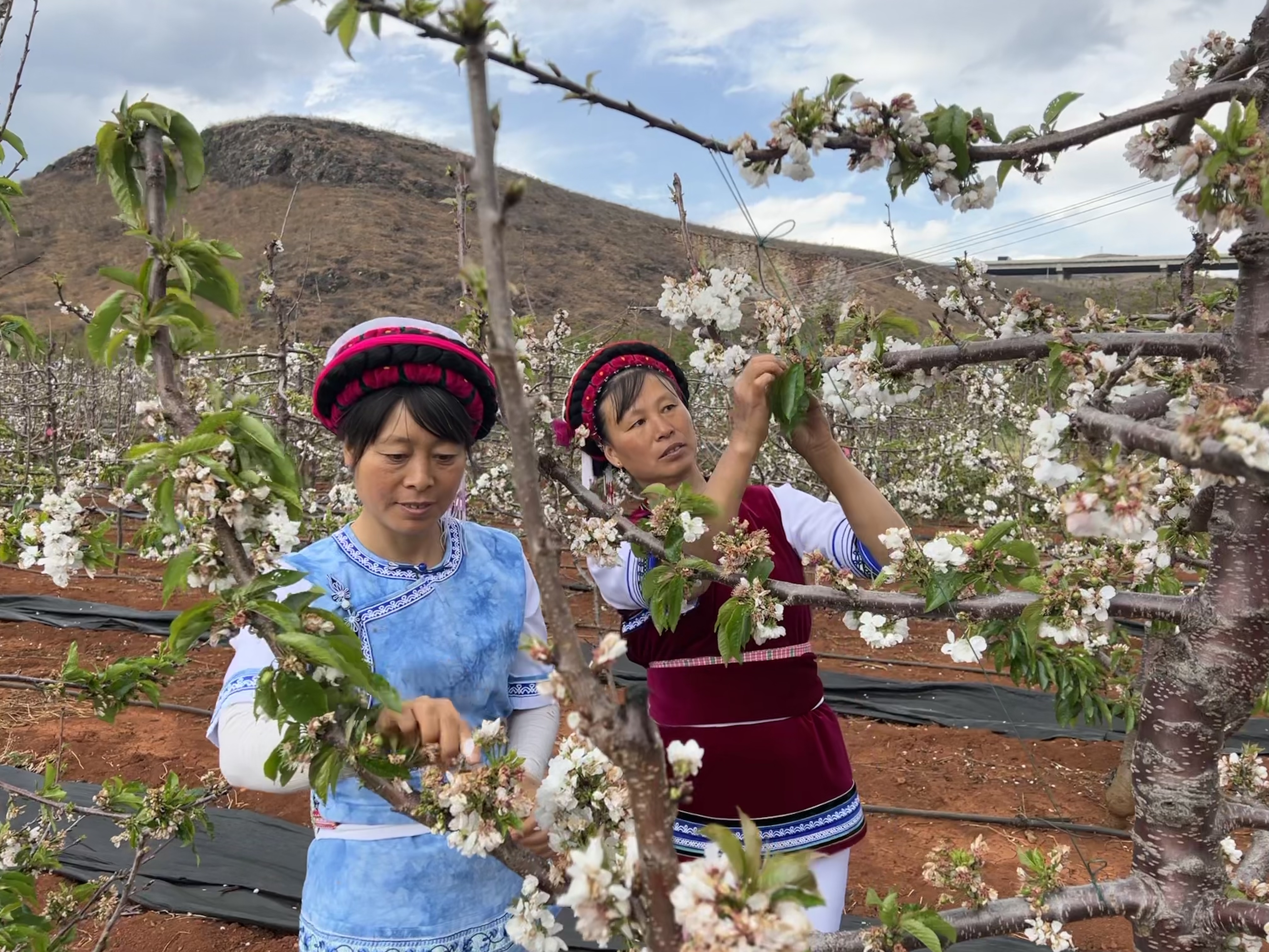 乡村振兴荒山变成花果山,大理乡村振兴图