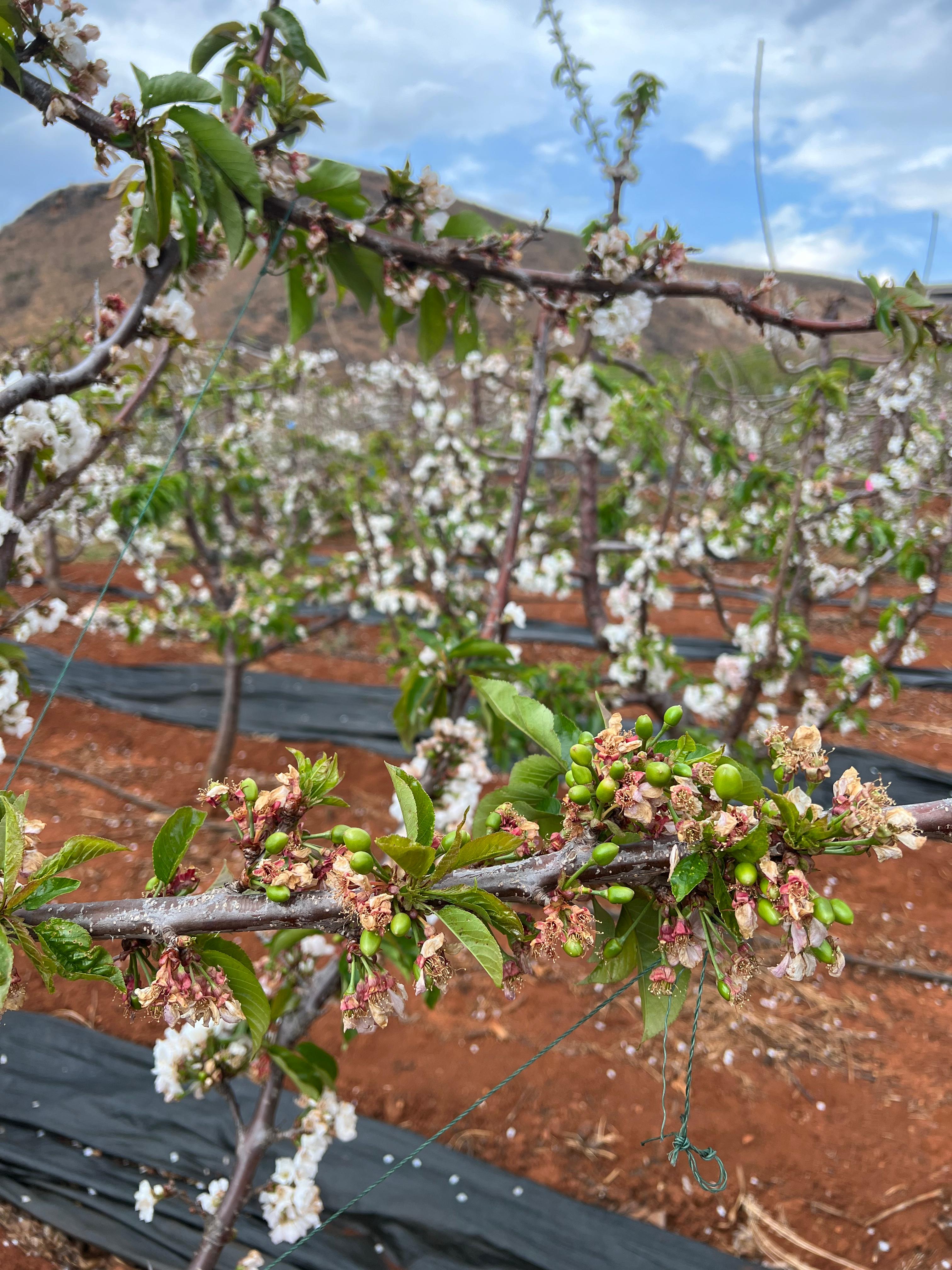 乡村振兴荒山变成花果山,大理乡村振兴图
