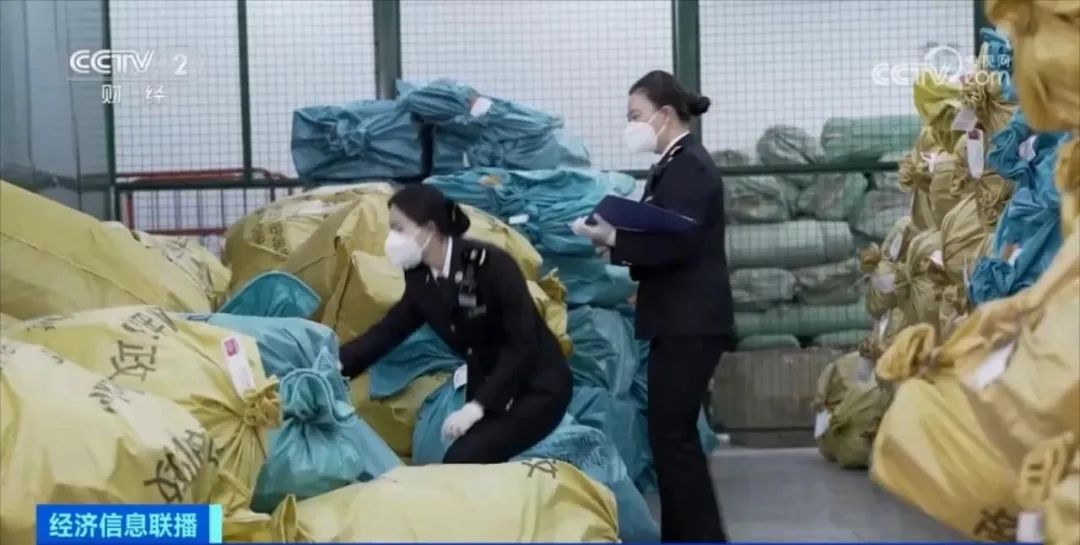 海关截获多只活体甲虫,160只活体昆虫被海关查获助眠