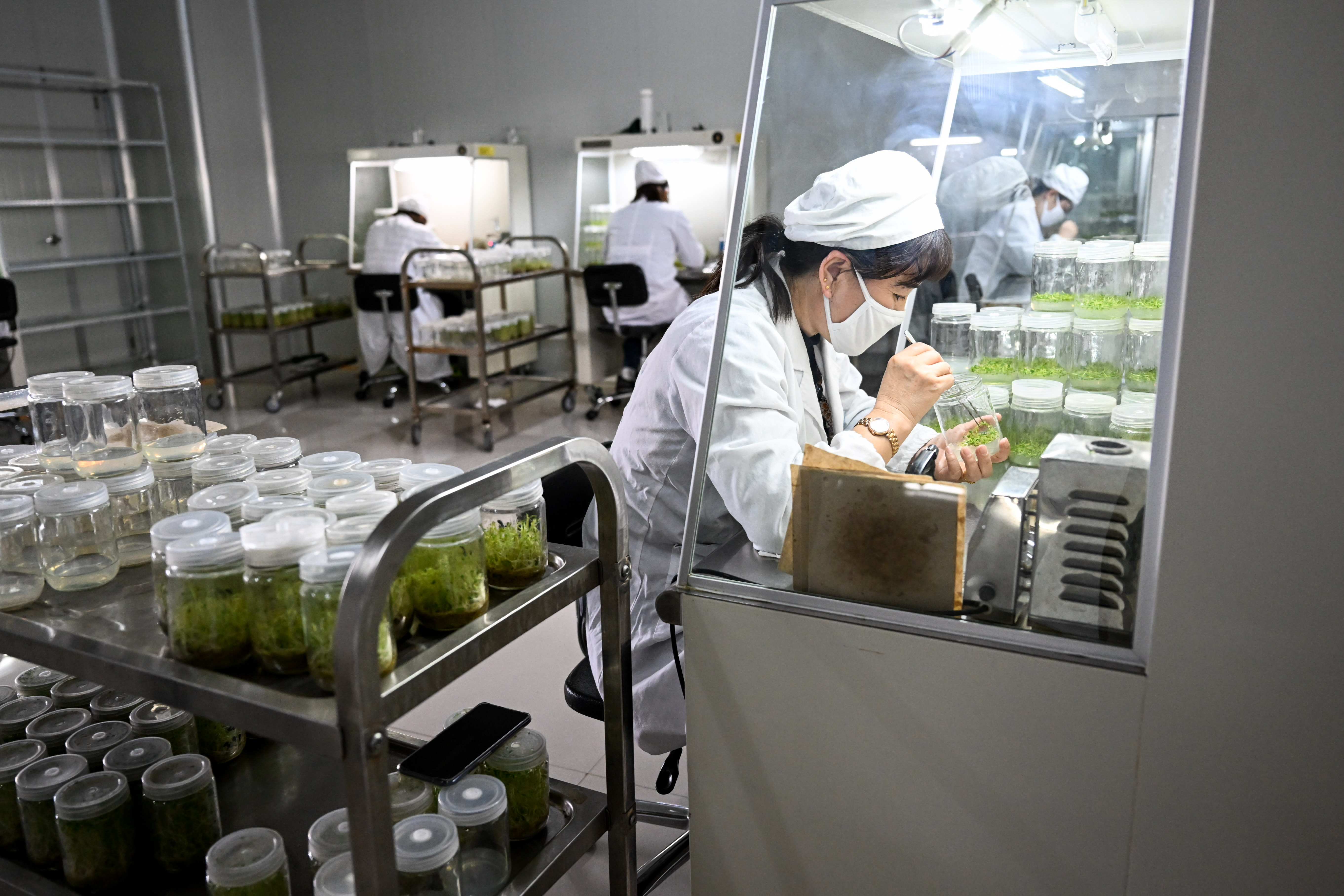 马铃薯脱毒苗生产的主要环节,试述马铃薯脱毒苗生产的主要环节