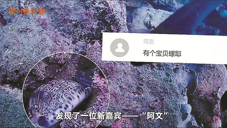 全国首档全年不间断海底慢直播栏目上线，深圳海底“十二时辰”收获海量关注